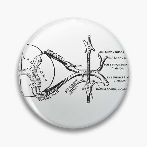 Item preview, Spinal Cord Illustration designed and sold by STEM-women.