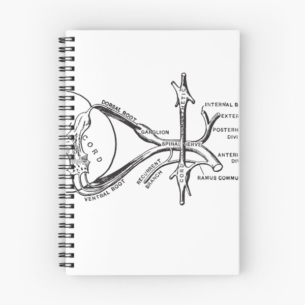 Item preview, Spinal Cord Illustration designed and sold by STEM-women.