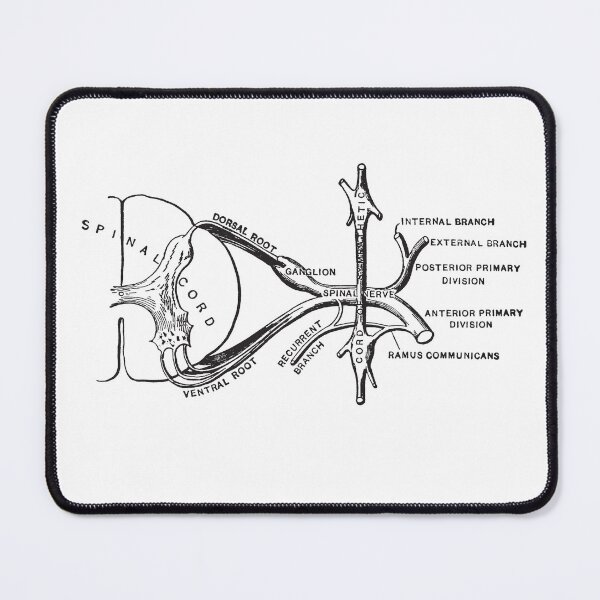 Item preview, Spinal Cord Illustration designed and sold by STEM-women.