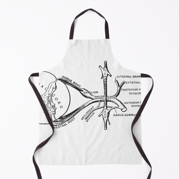 Item preview, Spinal Cord Illustration designed and sold by STEM-women.