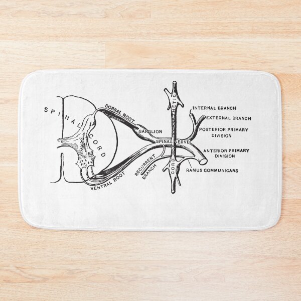 Item preview, Spinal Cord Illustration designed and sold by STEM-women.