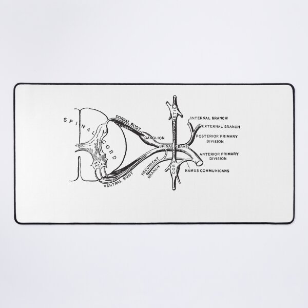 Item preview, Spinal Cord Illustration designed and sold by STEM-women.