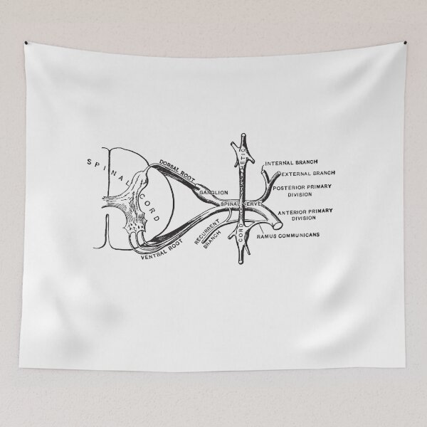Item preview, Spinal Cord Illustration designed and sold by STEM-women.