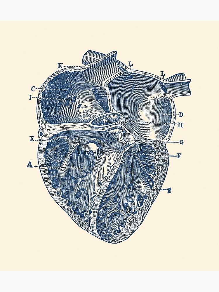 Inner Heart Diagram Vintage Anatomy Greeting Card