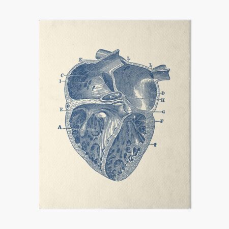 How to draw a diagram of a heart well labelled - Quora