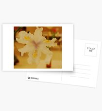 Softie Postcards