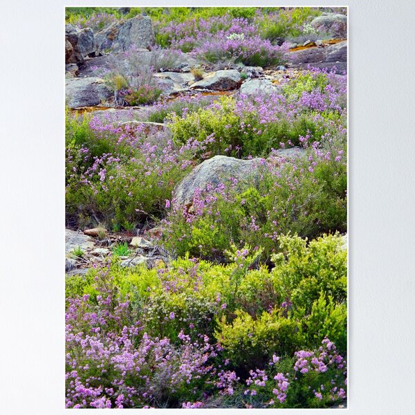 Item preview, Alpine Garden designed and sold by Harry Oldmeadow.