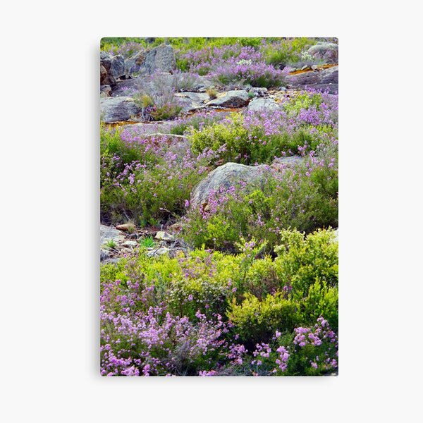 Alpine Garden Canvas Print