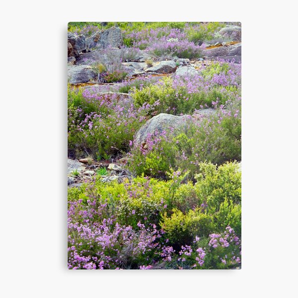 Alpine Garden Metal Print