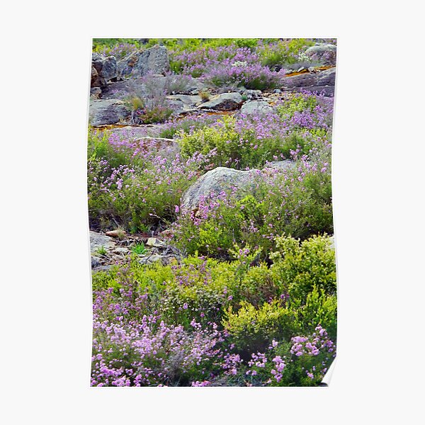Alpine Garden Poster