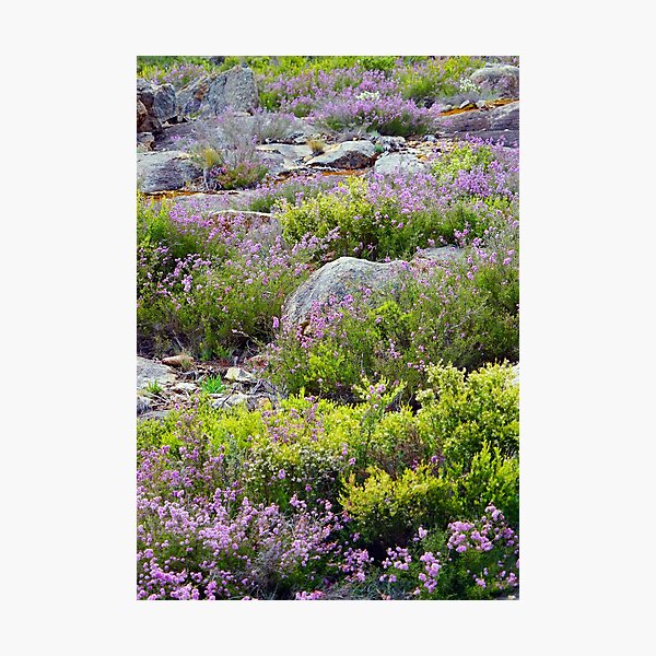 Alpine Garden Photographic Print