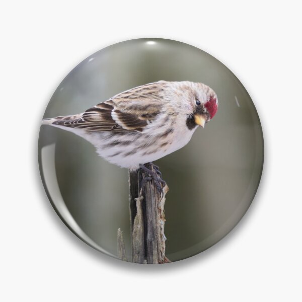 Item preview, Royal bow. Mealy redpoll designed and sold by Jouko Lehto Photography.