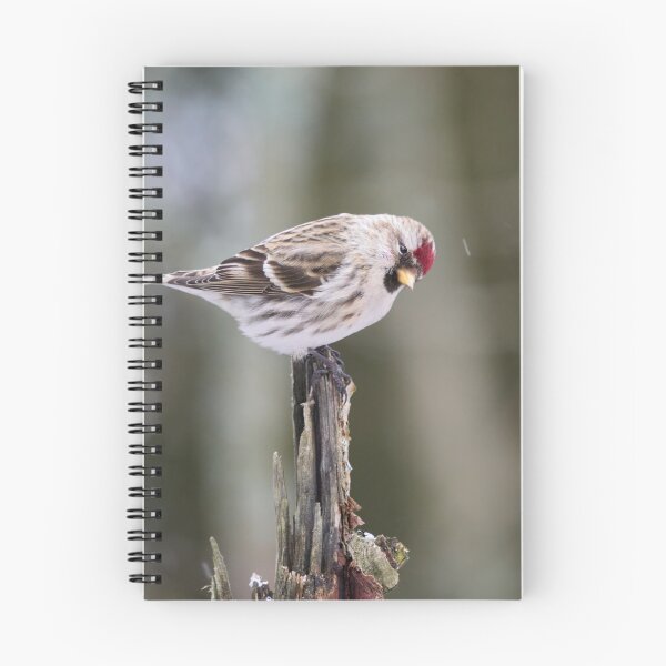 Item preview, Royal bow. Mealy redpoll designed and sold by Jouko Lehto Photography.