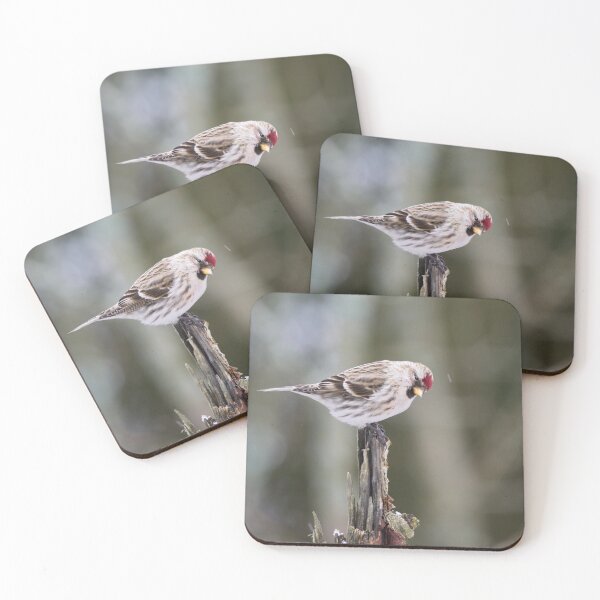Item preview, Royal bow. Mealy redpoll designed and sold by Jouko Lehto Photography.