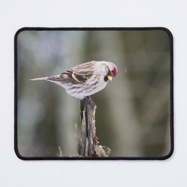 Item preview, Royal bow. Mealy redpoll designed and sold by Jouko Lehto Photography.