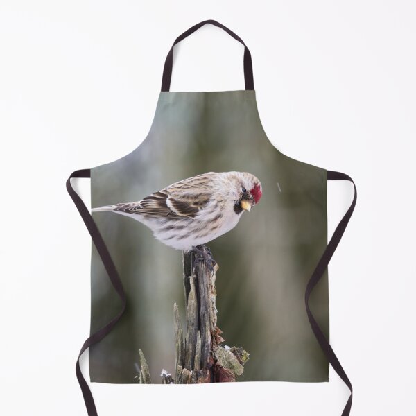 Item preview, Royal bow. Mealy redpoll designed and sold by Jouko Lehto Photography.