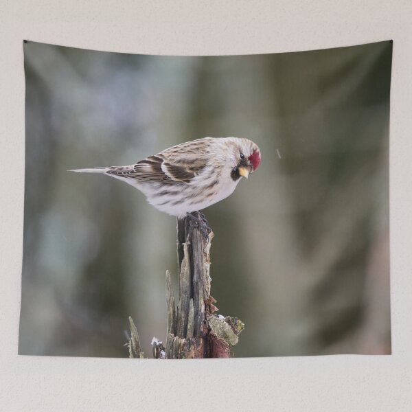 Item preview, Royal bow. Mealy redpoll designed and sold by Jouko Lehto Photography.