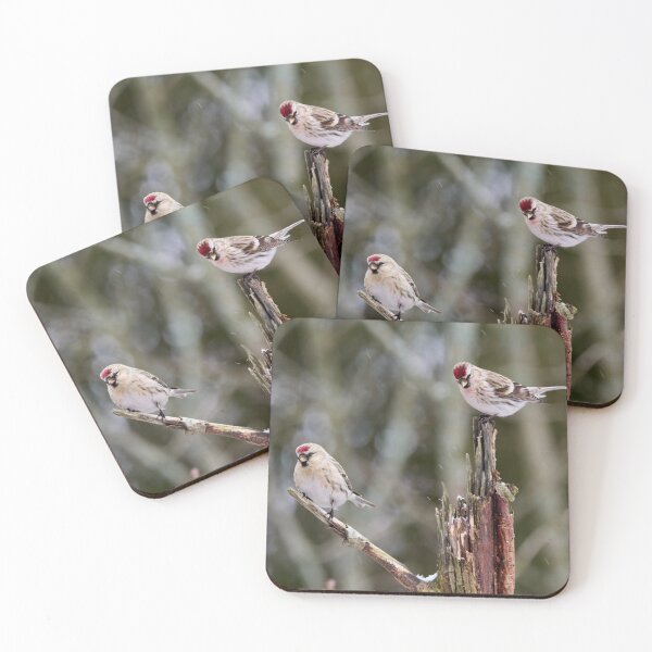 Item preview, Duo Acanthis. Mealy redpoll designed and sold by Jouko Lehto Photography.
