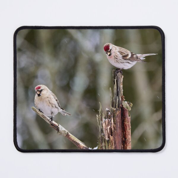 Item preview, Duo Acanthis. Mealy redpoll designed and sold by Jouko Lehto Photography.