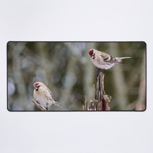 Item preview, Duo Acanthis. Mealy redpoll designed and sold by Jouko Lehto Photography.