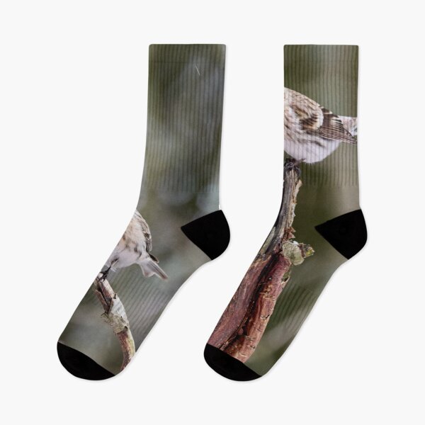 Item preview, Duo Acanthis. Mealy redpoll designed and sold by Jouko Lehto Photography.