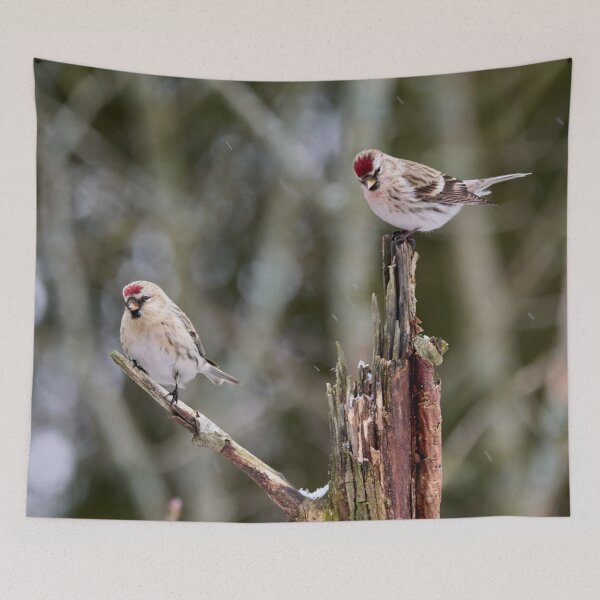 Item preview, Duo Acanthis. Mealy redpoll designed and sold by Jouko Lehto Photography.