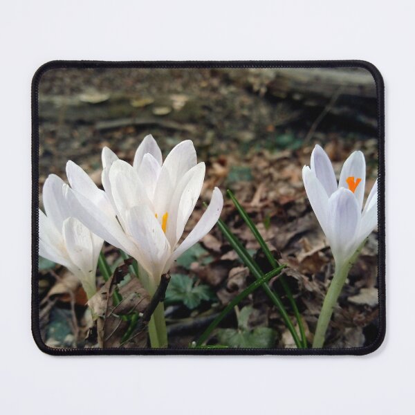 Item preview, Crocus flower field 10 original artwork designed and sold by paragonDesign28.