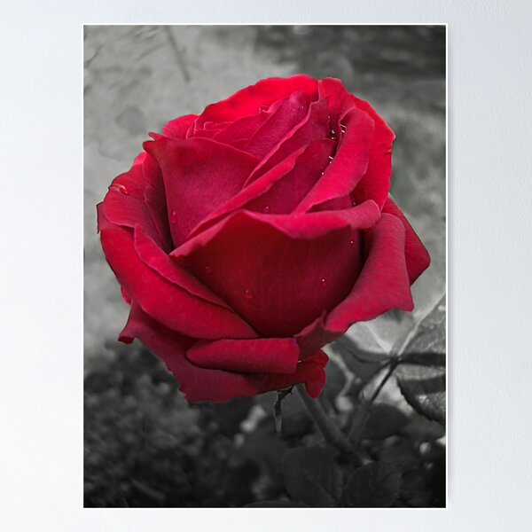 Item preview, Wet Red Rose designed and sold by TravelPhotoArt.