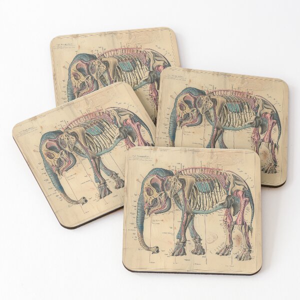 Item preview, Vintage Animal Anatomy Art designed and sold by nomiraclehere.