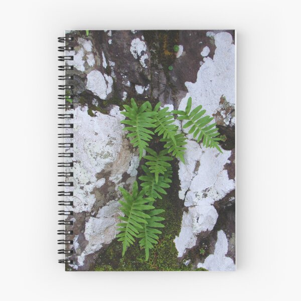 Item preview, A lonely fern designed and sold by StonePine.