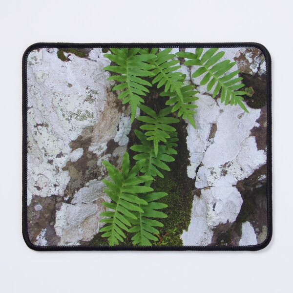 Item preview, A lonely fern designed and sold by StonePine.