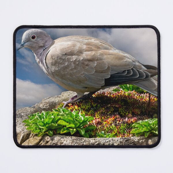 Item preview, Collared Dove designed and sold by AJEvans.