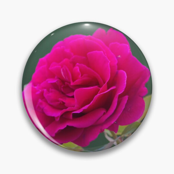 Item preview, rose in Military Academy gardens. designed and sold by Tereza Pilar  Art.