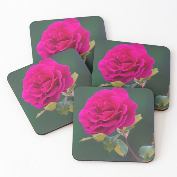 Item preview, rose in Military Academy gardens. designed and sold by Tereza Pilar  Art.