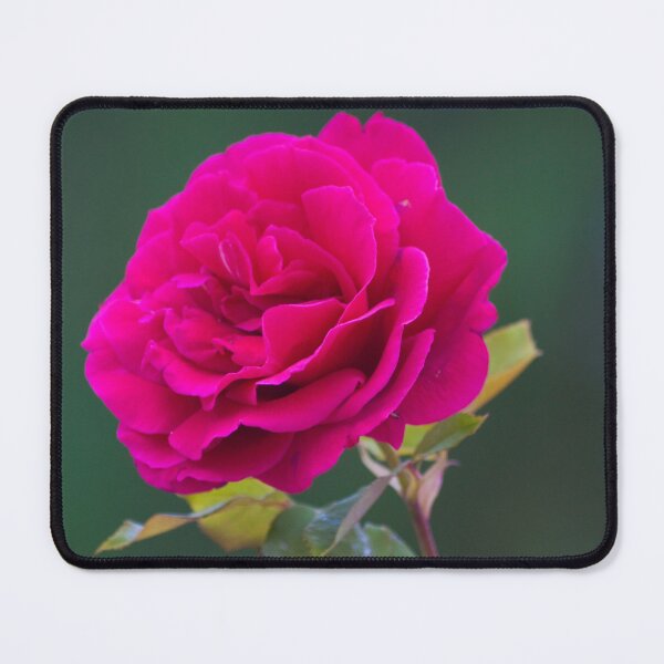 Item preview, rose in Military Academy gardens. designed and sold by Tereza Pilar Art.