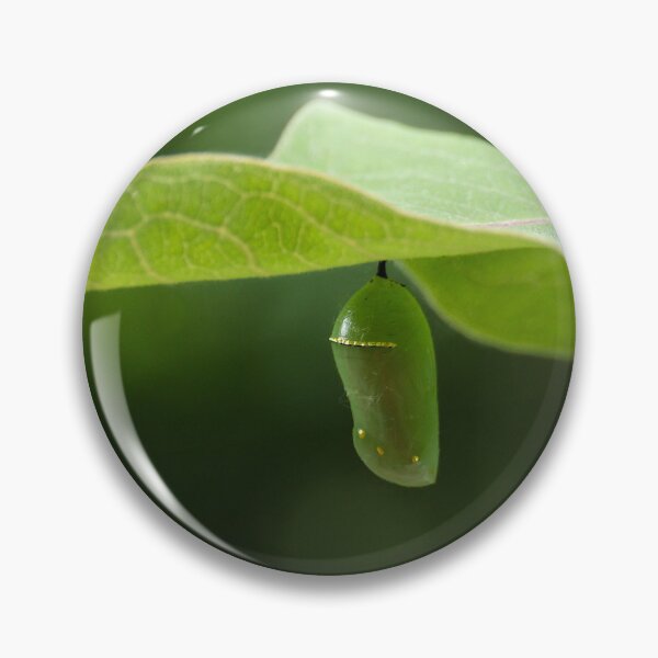Item preview, Monarch Butterfly Chrysalis on Milkweed Leaf designed and sold by kkmarais.