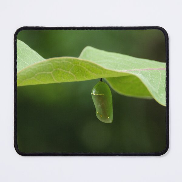 Item preview, Monarch Butterfly Chrysalis on Milkweed Leaf designed and sold by kkmarais.