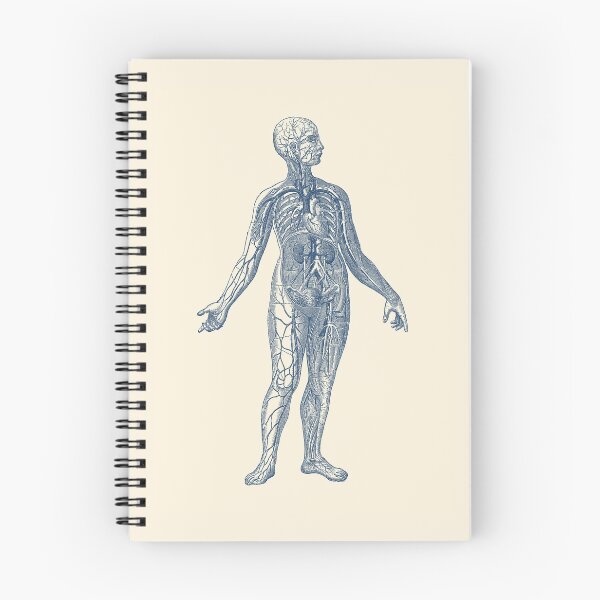 Item preview, Human Vascular System Diagram designed and sold by VAposters.