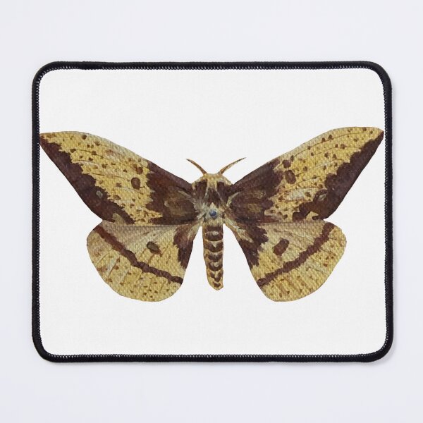 Item preview, imperial silk moth designed and sold by paintedpalette3.