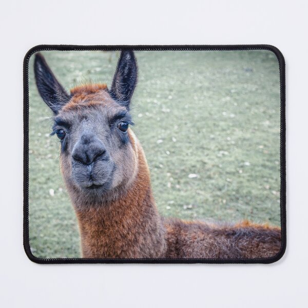 Item preview, Alpaka designed and sold by fototime.uk.