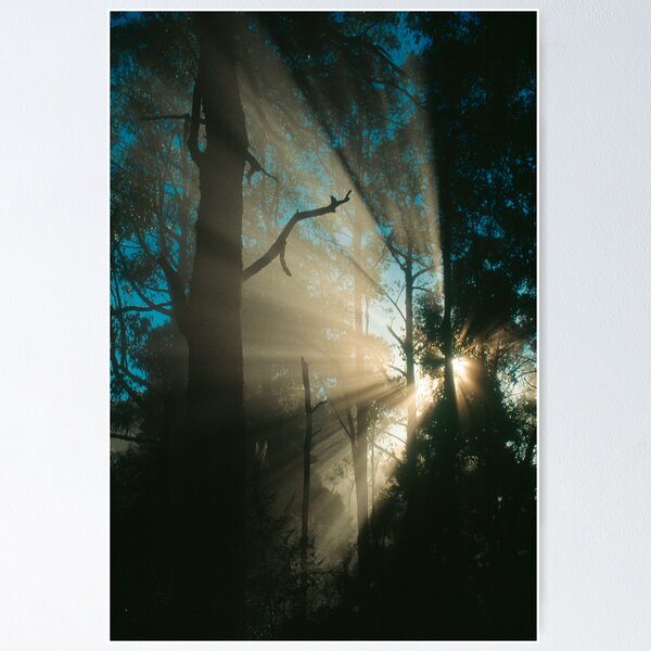 Item preview, Forest sunrays. designed and sold by Ern Mainka.