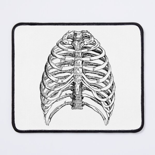 Item preview, Anatomical vintage drawing rib cage designed and sold by perfektdesign.