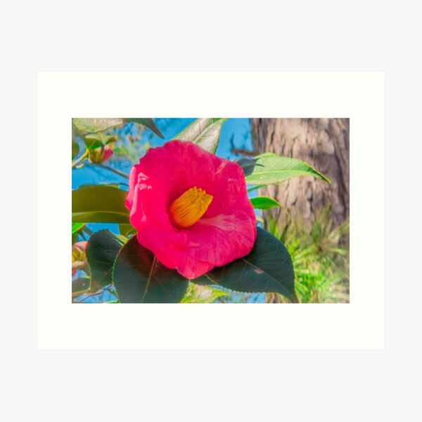 Magenta Japanese Camellia Art Print