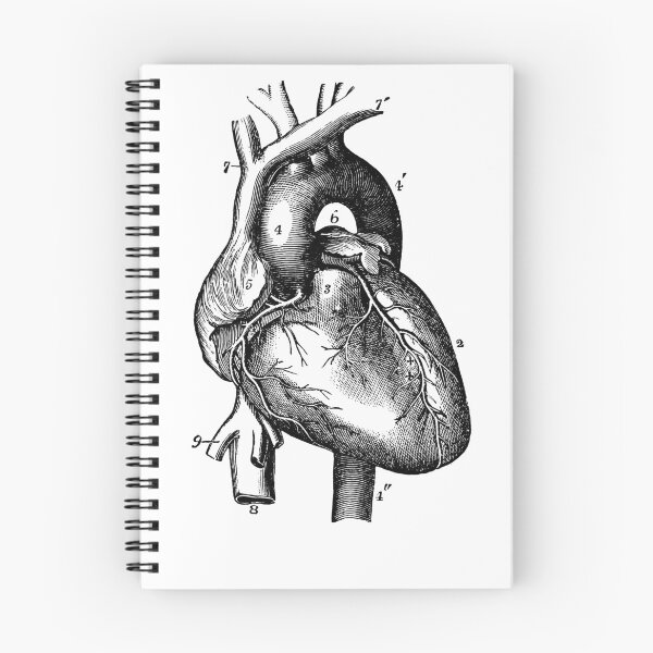 Item preview, Anatomical vintage drawing heart designed and sold by perfektdesign.