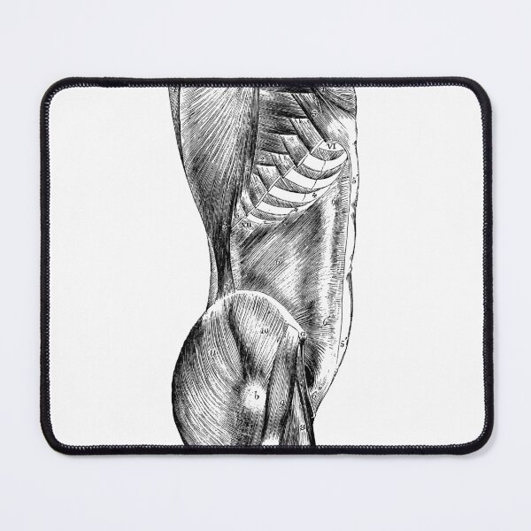 Item preview, Anatomical vintage drawing torso designed and sold by perfektdesign.