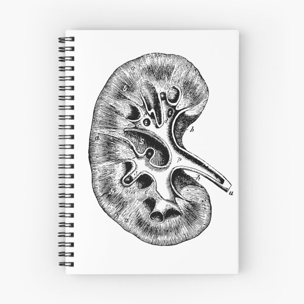 Item preview, Anatomical vintage drawing kidney designed and sold by perfektdesign.