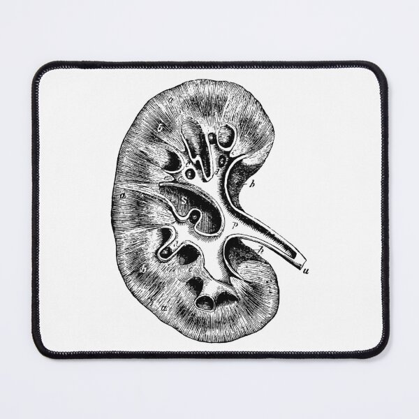 Item preview, Anatomical vintage drawing kidney designed and sold by perfektdesign.