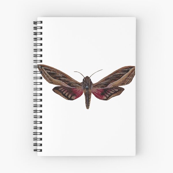 Item preview, silver striped hawk moth designed and sold by paintedpalette3.