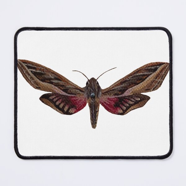 Item preview, silver striped hawk moth designed and sold by kaitlynyaru.art.