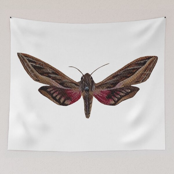 Item preview, silver striped hawk moth designed and sold by kaitlynyaru.art.